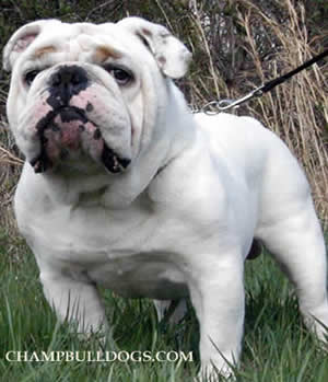English bulldog pictures